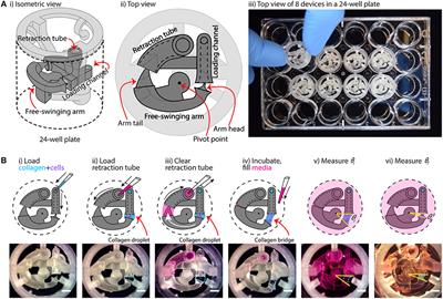 Investigating Fibroblast-Induced Collagen Gel Contraction Using a Dynamic Microscale Platform